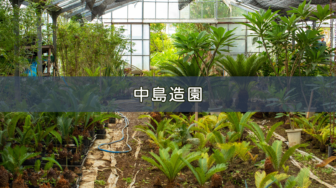 ソテツ・ヤシの通販サイト | 中島造園